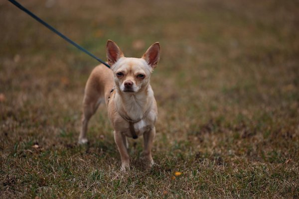 Was sind die besten Strategien, um die Lesegeschwindigkeit und das Textverständnis zu steigern?