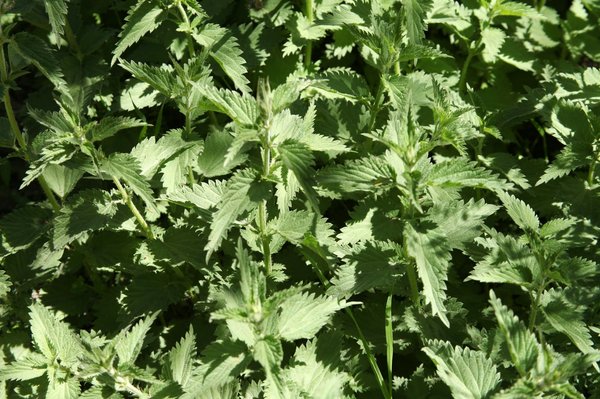 Welche Kräuter unterstützen die geistige Wachheit und Konzentration?